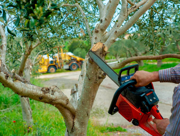 Best Affordable Tree Cutting  in USA